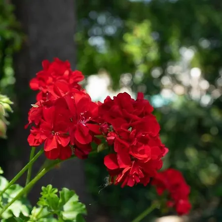 לינה וארוחת בוקר Kalinifta - Io Parto Io Arrivo טריקאסה