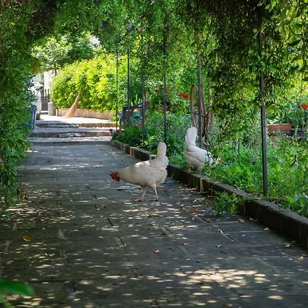 לינה וארוחת בוקר Kalinifta - Io Parto Io Arrivo