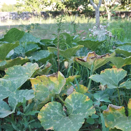 לינה וארוחת בוקר Kalinifta - Io Parto Io Arrivo 4*