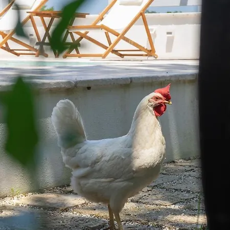 Kalinifta - Io Parto Io Arrivo 4*