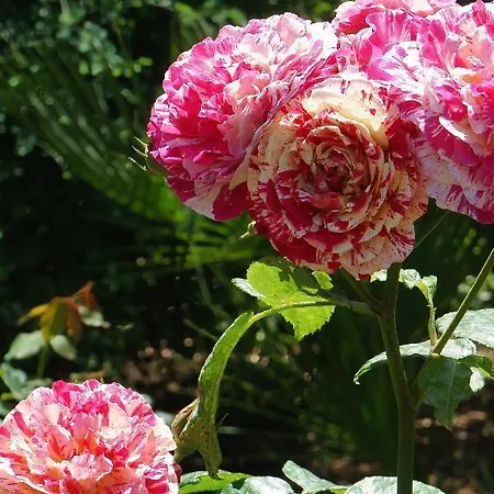 Kalinifta - Io Parto Io Arrivo Bed & Breakfast Tricase