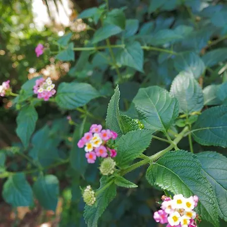 Kalinifta - Io Parto Io Arrivo Bed and breakfast