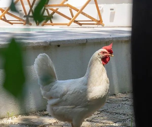 Kalinifta - Io Parto Io Arrivo 4*