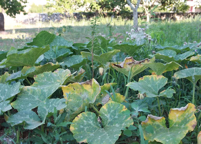 Bed & Breakfast Kalinifta - Io Parto Io Arrivo 4*