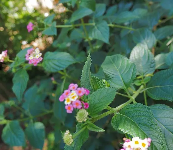 Kalinifta - Io Parto Io Arrivo Bed & Breakfast